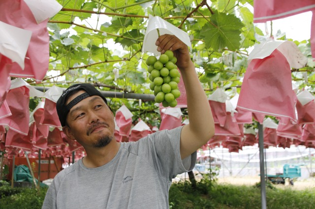 パルサーの天然アミノ酸入り葉面散布肥料『オルガミン』　ぶどう農家の荻原佑介さん「今や欠かせない資材」